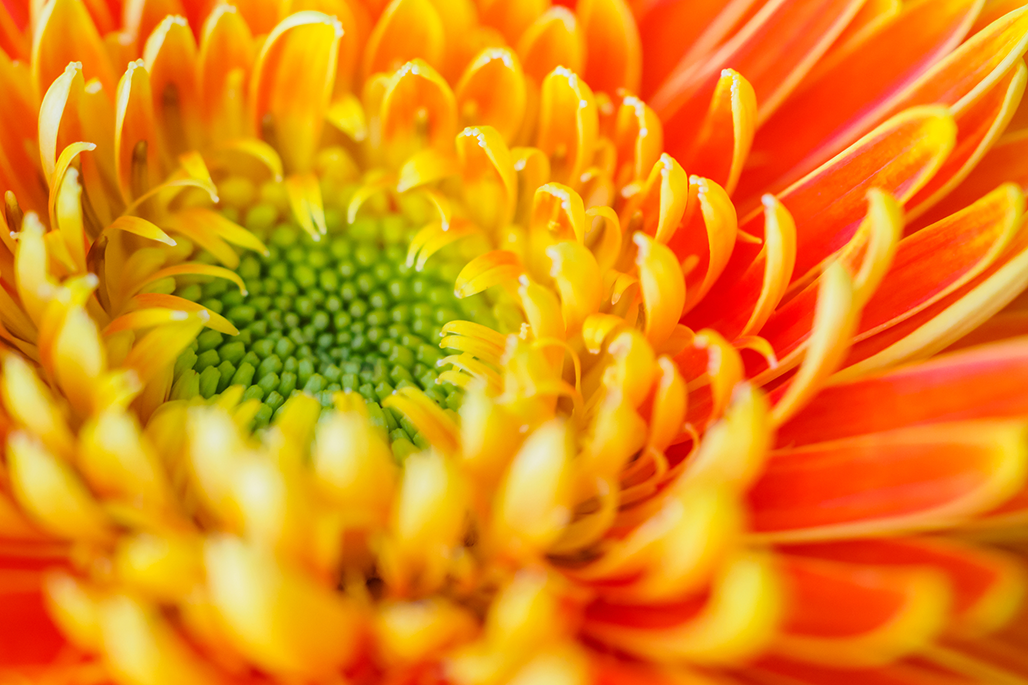 Up close image of a orange and yellow flower