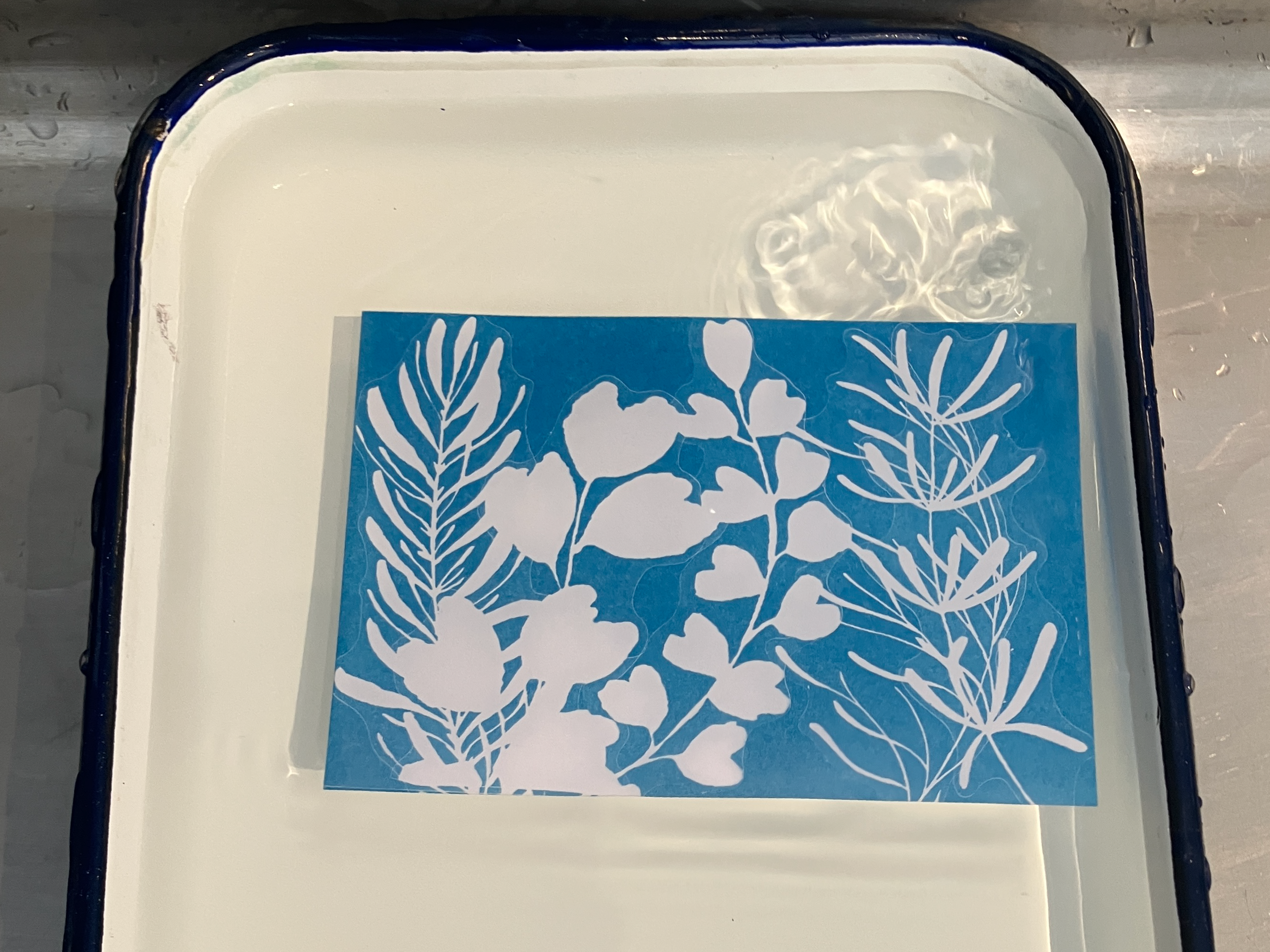 Blue paper with white botanical silhouettes floating in a shallow tray of water.