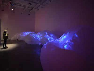Install of Siphonophora