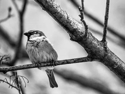 Focus Black and White portraits winner. A small bird sits in a tree on a bare twig. Shot in black and white.