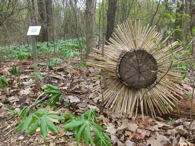 Install of Signposts & Traces: Tree Memorial Trail
