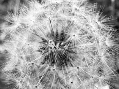 Focus Black and White macros winner. A close up of a fluffy dandelion, shot in black and white.
