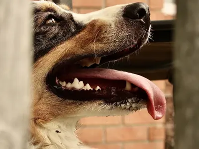 Feels Like Home pets winner. A happy dog poses for a photo with its tonque out.