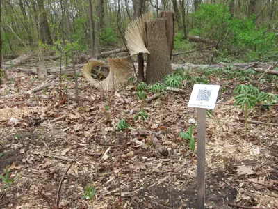Install of Signposts & Traces: Tree Memorial Trail