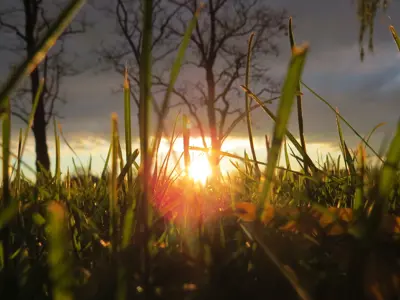 Feels Like Home places winner. A beautiful sunset peeks though long blades of grass.