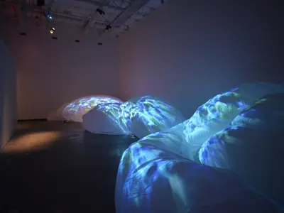 Install of Siphonophora