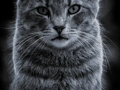 Focus Black and White overall winner. A hypertextured photo of a cat, shot in black and white.